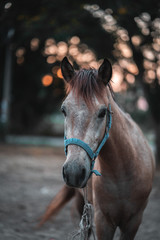 Obraz premium Horse on nature. Portrait of a horse, brown horse