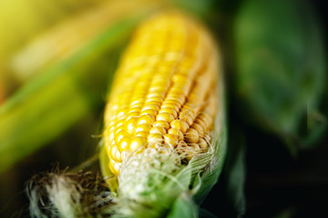 Fresh corn on cobs on rustic wooden table, closeup. Harvest Festival. Autumn background. Selective focus. Horizontal. Top view. © Anna