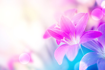 soft purple rain lilly flower romance background