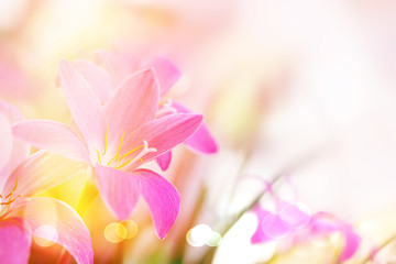 soft pink rain lilly flower romance background