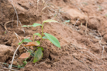 small plant in the ground