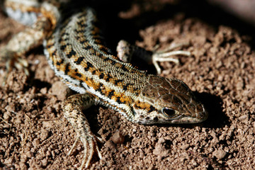 cute lizard looking at the camera