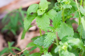 green leaves of a plant