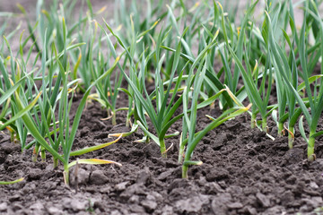 Vegetable bed with young plants of garlic. Selective focus.