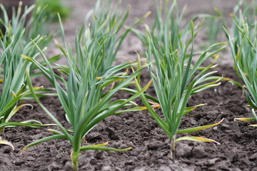 Vegetable bed with young plants of garlic. Selective focus.