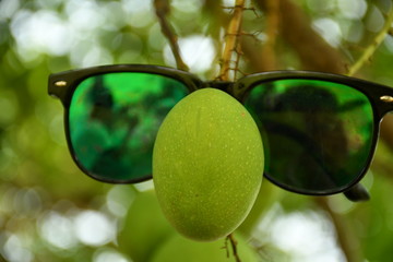 sunglasses on the mango trees