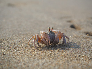 Sand crab on the beach close up in the morning