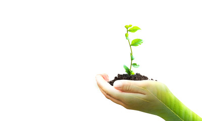 World Environment Day concept: hand holding  plant on blur green nature background