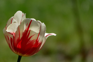 tulipan na zielonym tle