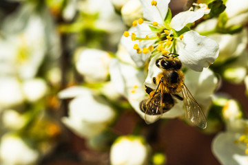 Bee on a white flower close-up