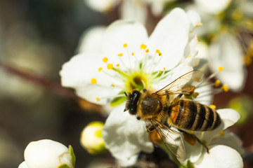 Bee on a white flower close-up