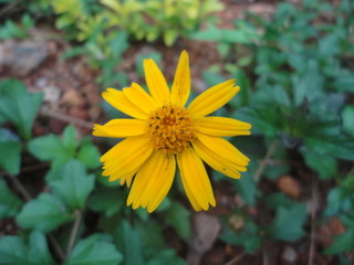 yellow flower in the garden