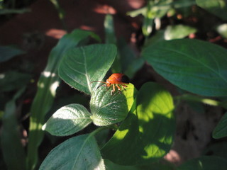ladybug on leaf