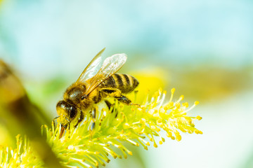 Bee on a white flower close-up