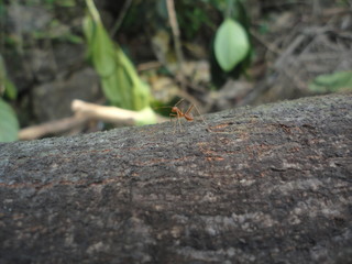 ant on a tree