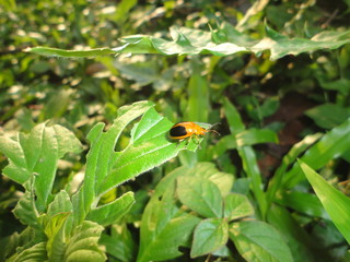ladybird on a green leaf
