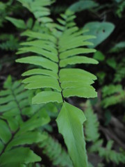 fern leaf in the forest