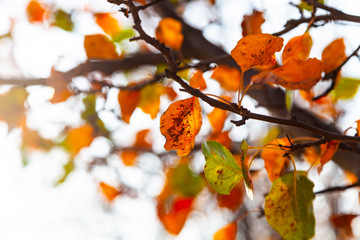 Bright leaves close-up.