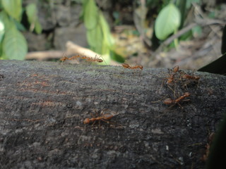 ant on a tree