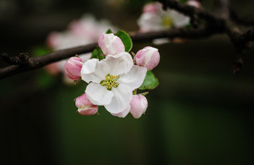 apple tree blossom