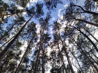 Fototapeta premium Tall trees in forest at sunny spring day