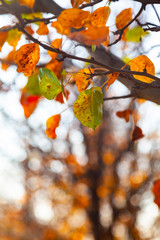 Bright leaves close-up.