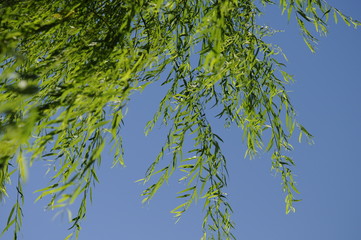 風になびく柳の葉