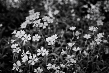 Fototapeta premium 'Stellaria media' also known as Common Chickweed, is an annual and perennial flowering plant in the family Caryophyllaceae with white little flowers (Italy, Europe)