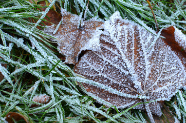 Morning hoarfrost on the fallen brown leaves and the green grass, nature seasonal change, first frost, close up photo