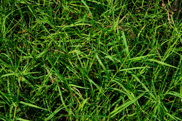 Background Of Are Plane Of Grass Raw Texture 