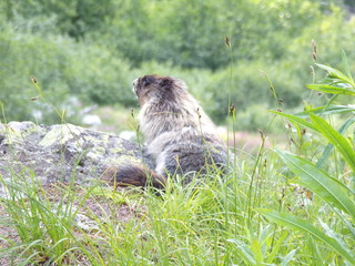 KODAK Digital Still Camera