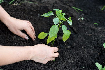Seedling of the pepper planted in the ground