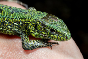 Wild green lizard.