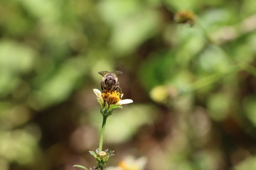 Indian honey bee, Apis cerana on Tick weed flower 