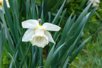 Daffodils Are White. Spring flowering of daffodils in the garden