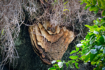 Bee hive inside a cave with many bees