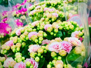 Plant bushes and flowers. A close-up. Mobile photo.