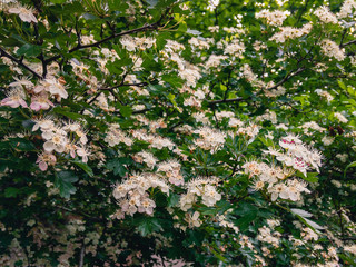 Blooming white inflorescences Hawthorn with green leaves in the forest on a sunny day.