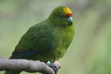 Green exotic bird