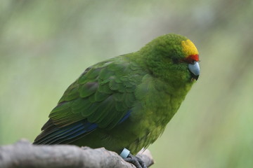 Green exotic bird