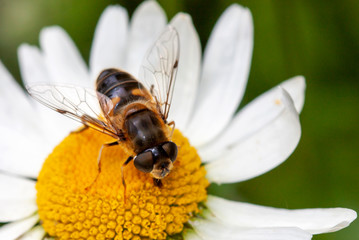 Abeille sur grande marguerite