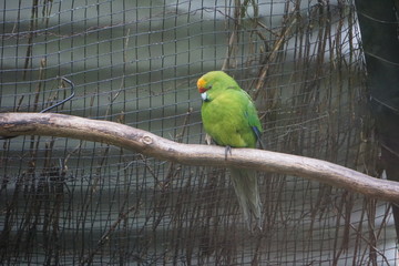 Green parakeet on the branch