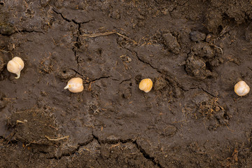Planting chickpeas in loose soil in the garden