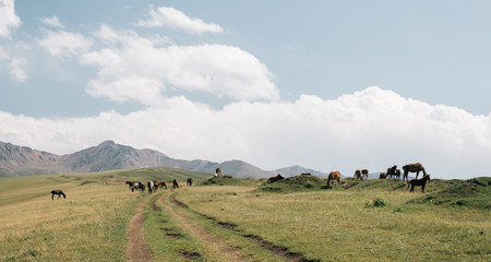 Fototapeta na wymiar Green hills and horses