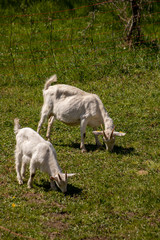 Obraz premium Two goats grazing on green field