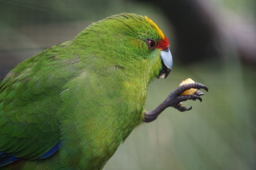 Green parakeet eating food