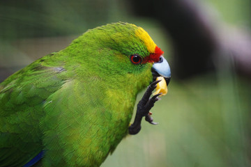 Green parakeet eating food