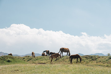 Green hills and horses