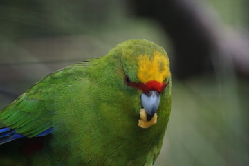 Green parakeet eating food