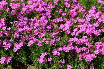 Phlox subulata